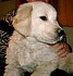 ZONA CANINA
